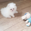 Photo №4. I will sell pomeranian in the city of Дрезден. private announcement - price - 380$