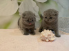 Photo №2 to announcement № 118353 for the sale of scottish fold - buy in Germany private announcement, breeder