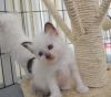 Photo №1. birman - for sale in the city of Nieuwpoort | 634$ | Announcement № 102984