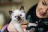 Photo №1. ragdoll - for sale in the city of Mainz | Is free | Announcement № 95891
