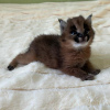 Photo №3. Beautiful caracal cat for adoption. Belgium