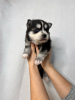 Photo №2 to announcement № 80858 for the sale of pomeranian, siberian husky - buy in France private announcement, from nursery