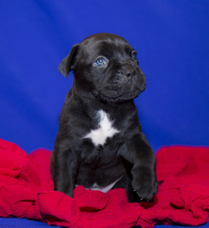 Photo №2 to announcement № 1562 for the sale of cane corso - buy in Russian Federation from nursery