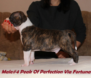 Additional photos: Gorgeous puppy of an amstaff from an import male