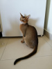 Photo №4. I will sell abyssinian cat in the city of Влёра. from nursery - price - 332$