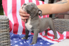 Additional photos: American Bully Pocket ABKC GrChampions