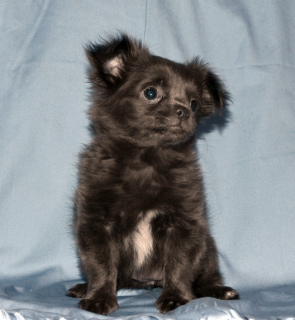 Photo №2 to announcement № 4477 for the sale of chihuahua - buy in Russian Federation private announcement
