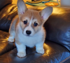 Photo №1. welsh corgi - for sale in the city of Stockholm | negotiated | Announcement № 113221