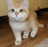 Photo №4. I will sell british shorthair in the city of New York. breeder - price - 33$