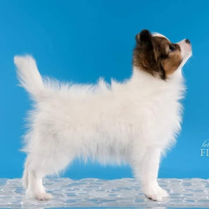 Photo №2 to announcement № 4428 for the sale of papillon dog - buy in Russian Federation from nursery