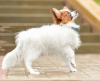 Photo №3. papillon puppies. Belarus