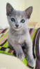 Photo №1. russian blue - for sale in the city of Vladimir | 414$ | Announcement № 20142
