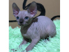Photo №1. sphynx cat - for sale in the city of Uma Uain Leten | negotiated | Announcement № 10011