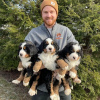 Photo №2 to announcement № 98600 for the sale of bernese mountain dog - buy in Sweden private announcement