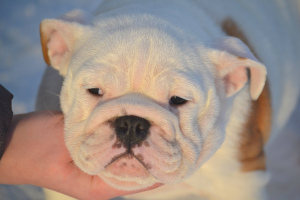 Photo №1. english bulldog - for sale in the city of Kandalaksha | 584$ | Announcement № 3845