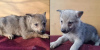 Photo №1. czechoslovakian wolfdog - for sale in the city of Belgrade | 528$ | Announcement № 85651