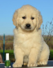 Photo №2 to announcement № 96468 for the sale of golden retriever - buy in Serbia 