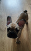 Photo №3. French Bulldog. Poland