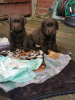 Photo №1. labrador retriever - for sale in the city of Штутгарт | 528$ | Announcement № 88219