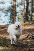 Photo №1. samoyed dog - for sale in the city of Pskov | negotiated | Announcement № 28124