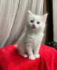 Photo №3. Turkish Angora Kittens Ready Now. Germany