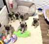 Photo №1. pug - for sale in the city of Bern | negotiated | Announcement № 123432