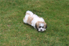 Photo №2 to announcement № 110077 for the sale of bichon frise - buy in United States 