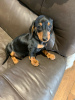 Photo №1. dachshund - for sale in the city of Grömitz | Is free | Announcement № 12237