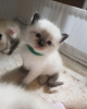 Photo №2 to announcement № 97597 for the sale of ragdoll - buy in Germany 