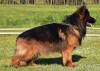 Photo №2 to announcement № 52695 for the sale of german shepherd - buy in Poland breeder