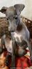 Photo №1. italian greyhound - for sale in the city of Fresno | 4000$ | Announcement № 24003