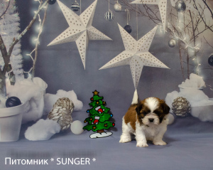 Photo №1. shih tzu - for sale in the city of Krivoy Rog | negotiated | Announcement № 4348