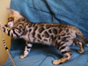 Photo №3. Bengal kittens. Belarus