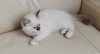Photo №4. I will sell birman in the city of Minsk. from nursery - price - negotiated