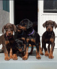 Photo №1. dobermann - for sale in the city of Вилкавишкис | negotiated | Announcement № 119700