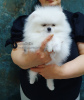 Photo №2 to announcement № 97090 for the sale of pomeranian - buy in Georgia private announcement, from nursery, breeder