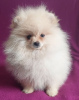 Photo №1. pomeranian - for sale in the city of Братислава | 370$ | Announcement № 104273