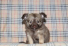 Photo №2 to announcement № 83471 for the sale of chihuahua - buy in Russian Federation private announcement
