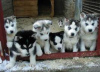 Photo №1. siberian husky - for sale in the city of Bergheim | negotiated | Announcement № 126312