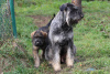 Additional photos: Pepper and salt giant schnauzer, puppies