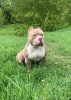 Photo №1. american bully - for sale in the city of Riga | 1268$ | Announcement № 123753