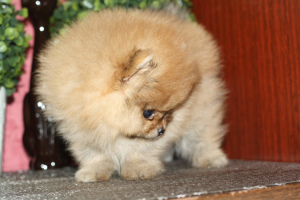 Additional photos: Miniature Spitz