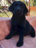Photo №2 to announcement № 7619 for the sale of labrador retriever - buy in Ukraine breeder