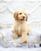 Photo №2 to announcement № 99460 for the sale of golden retriever - buy in Germany private announcement, from nursery, from the shelter