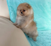 Photo №2 to announcement № 86527 for the sale of pomeranian - buy in Russian Federation breeder
