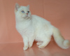 Photo №1. british shorthair - for sale in the city of Rostov-on-Don | 473$ | Announcement № 13628