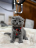 Photo №2 to announcement № 122990 for the sale of scottish fold - buy in United States private announcement