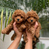 Photo №2 to announcement № 30009 for the sale of poodle (toy) - buy in Germany private announcement