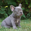 Photo №2 to announcement № 70872 for the sale of french bulldog - buy in Germany private announcement, breeder