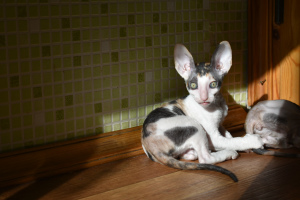 Photo №2 to announcement № 2097 for the sale of cornish rex - buy in Belarus from nursery